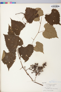 Vitis vulpina image