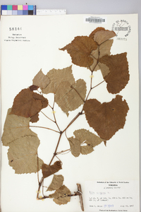 Vitis vulpina image