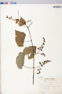 Vitis vulpina image