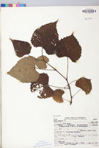 Vitis vulpina image