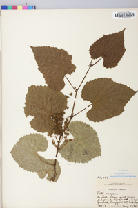 Vitis vulpina image