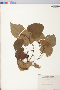 Vitis vulpina image