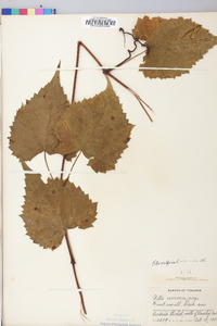 Vitis vulpina image