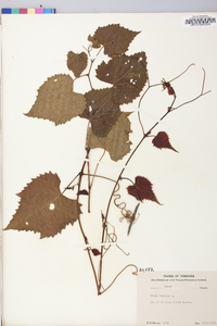 Vitis vulpina image