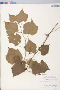 Vitis vulpina image