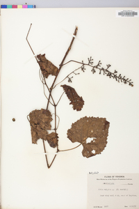 Vitis vulpina image