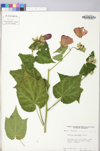 Abutilon theophrasti image