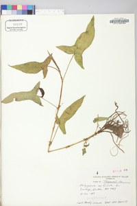 Persicaria arifolia image