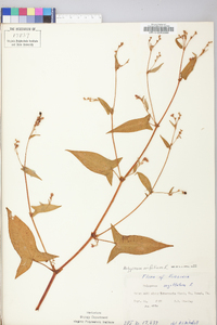 Persicaria arifolia image