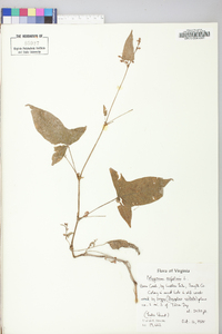 Persicaria arifolia image