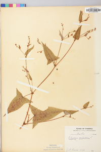 Persicaria arifolia image