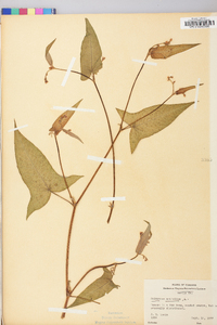 Persicaria arifolia image