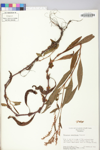 Persicaria glabra image