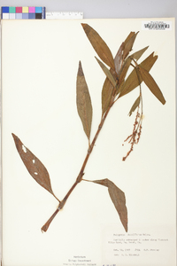 Persicaria glabra image