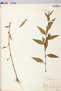 Persicaria hydropiper image