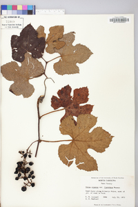 Vitis cinerea image