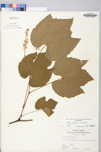 Vitis cinerea image