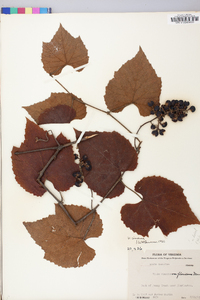 Vitis cinerea image