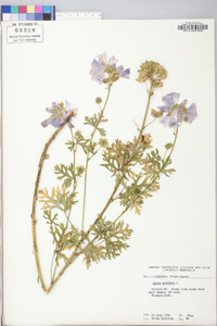 Malva moschata image