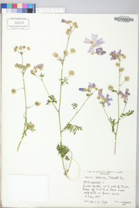 Malva moschata image