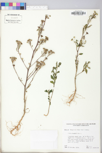 Sida rhombifolia image