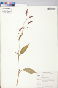 Persicaria orientalis image