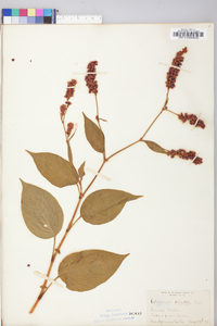 Persicaria orientalis image