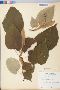 Tilia americana var. heterophylla image