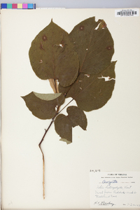 Tilia americana var. heterophylla image