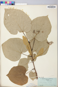 Tilia americana var. heterophylla image