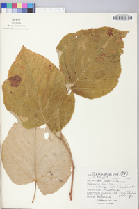 Tilia americana var. heterophylla image