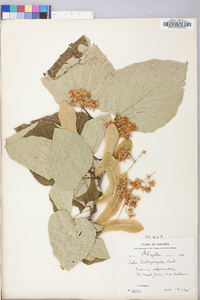 Tilia americana var. heterophylla image