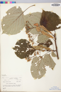 Tilia americana var. heterophylla image