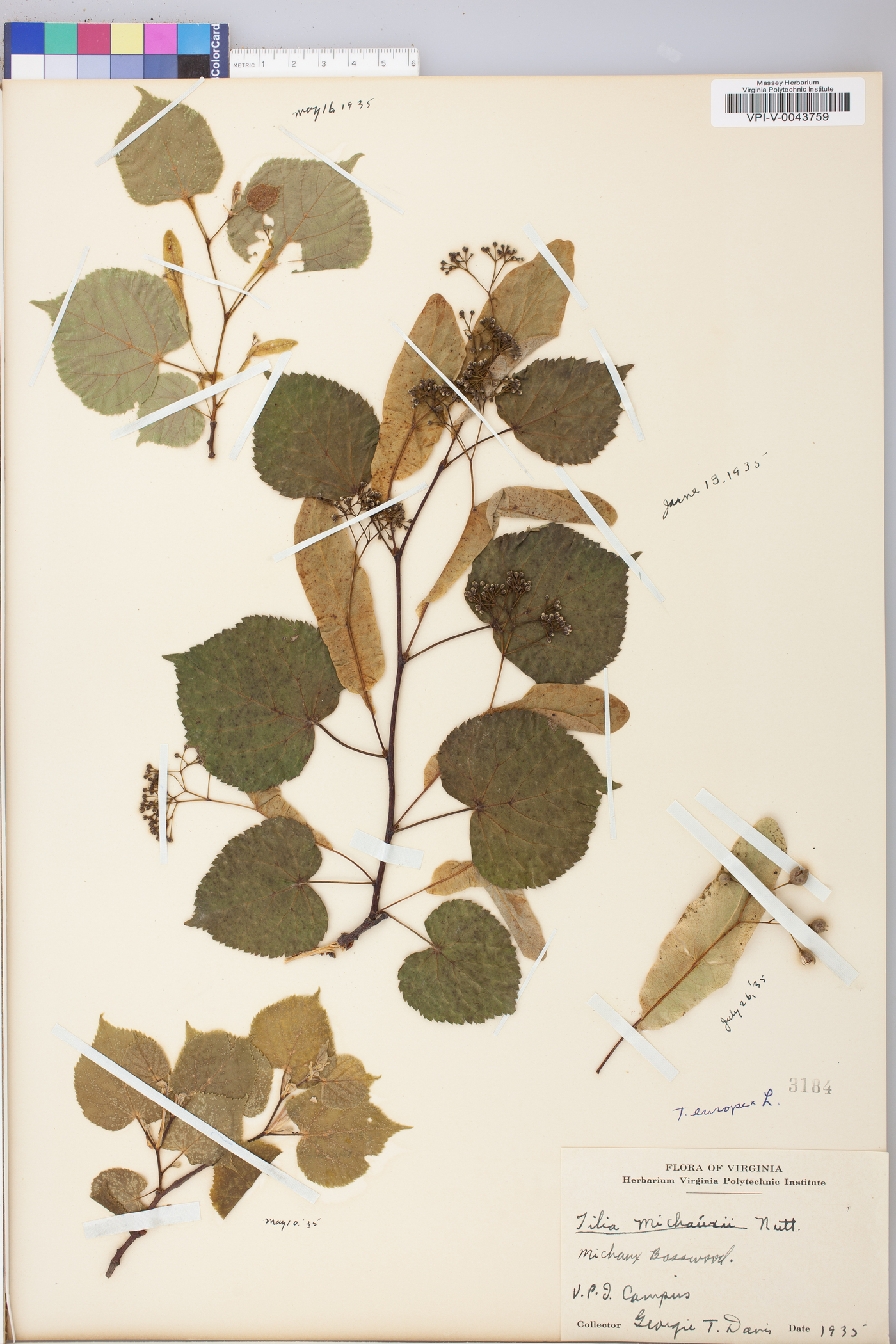 Tilia × europaea image
