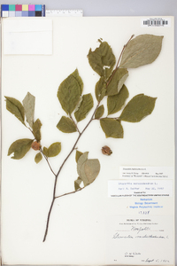 Stewartia malacodendron image