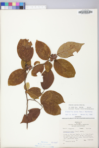 Stewartia ovata image