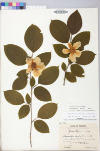 Stewartia ovata image