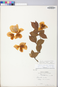 Stewartia pseudocamellia image