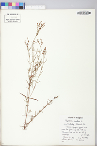 Hypericum canadense image