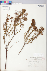 Hypericum densiflorum image