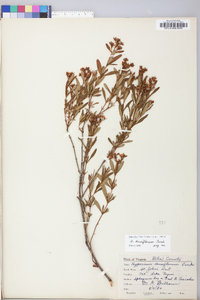 Hypericum densiflorum image