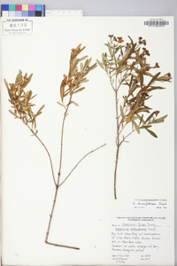 Hypericum densiflorum image