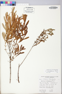 Hypericum densiflorum image