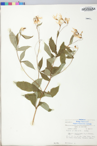 Gillenia trifoliata image