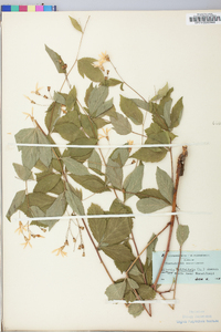 Gillenia trifoliata image