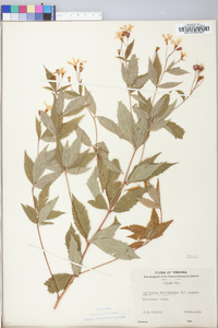 Gillenia trifoliata image