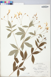 Gillenia trifoliata image