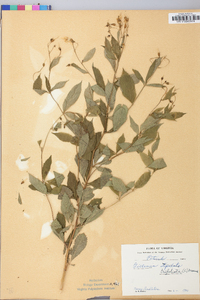 Gillenia trifoliata image