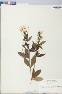 Gillenia trifoliata image