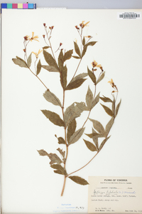 Gillenia trifoliata image